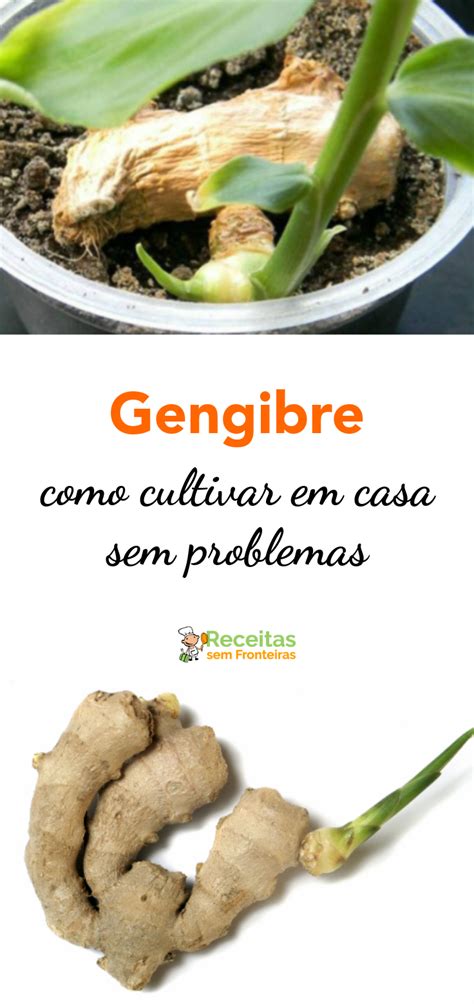 Como Cultivar Gengibre Em Casa Dicas De Jardinagem Plantar Gengibre