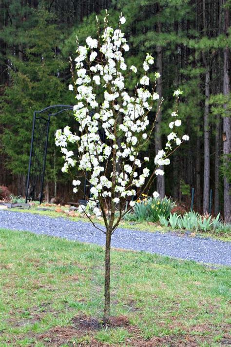 Flowering Trees for Your Front Yard - Home Garden Joy