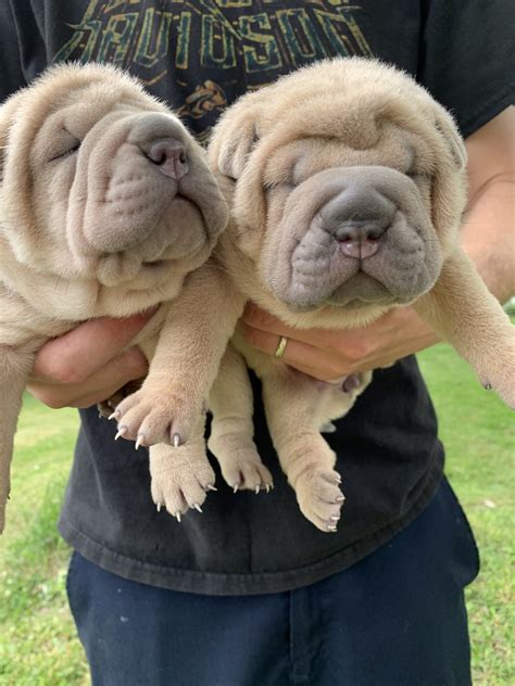 Chinese Shar Pei Puppies For Sale Cincinnati Oh 330848