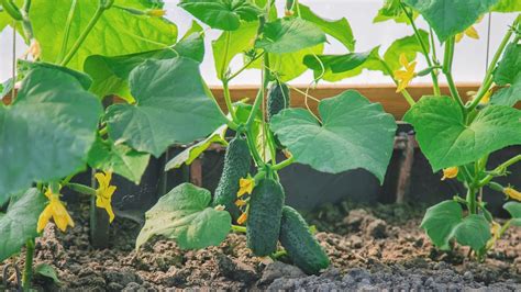 Cucumber Spacing How Far Apart Should You Plant Cucumbers