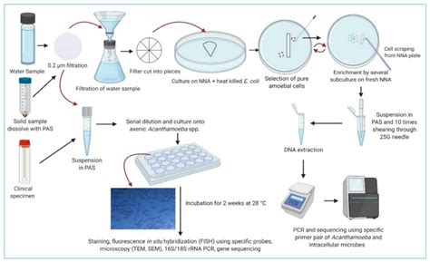 Pathogens Free Full Text A Systematic Review Of Intracellular Microorganisms Within