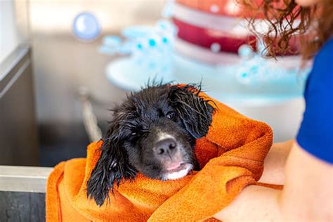 Best Car Wash for Dogs - Hunter Games Magazine