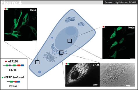 Eef D Eukaryotic Translation Elongation Factor Delta