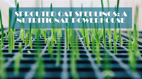 Unlocking The Power Of Oats The Superior Benefits Of Sprouted Oat Seedlings