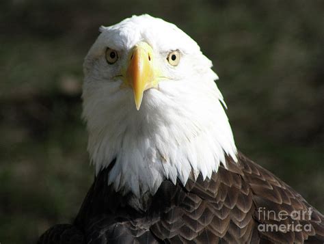 Bald Eagle Profile Photograph By Christiane Schulze Art And Photography