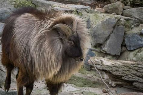 The Himalayan Tahr: Masters of Adaptation in the High Altitudes ...