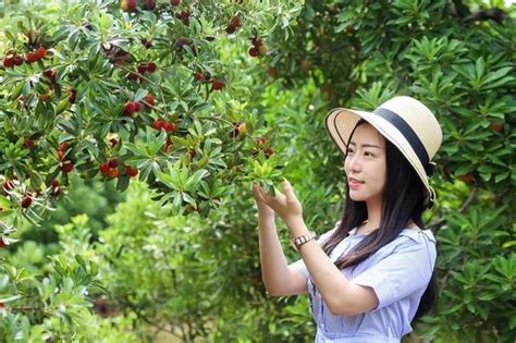 又是一年楊梅紅 「二都楊梅」笑迎八方賓客 每日頭條