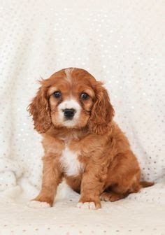 13 Cockalier Puppies ideas | puppies, breeds, puppies for sale