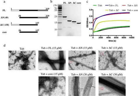 TPPP P25 Induces Microtubule Polymerization A Schematic