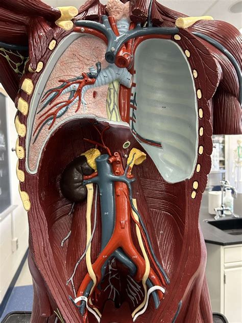 Arteries Of Thoracic Cavity And Abdominopelvic Cavity Diagram Quizlet