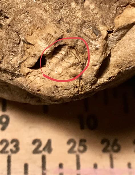 Identification Request - Fossil ID - The Fossil Forum