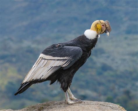 Cóndor Andino/Andean Condor/Vultur gryphus – One Bird Per Day/Un Ave