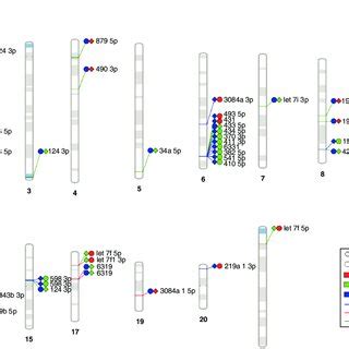 Sex Dependent Maternal Separation Bioinformatic Gene Ontology Analysis