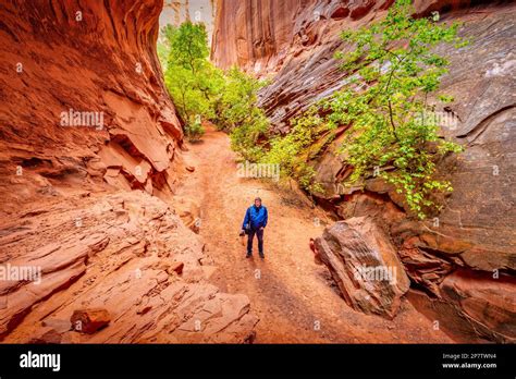 Hiker In Singing Canyon A Slot Canyon In Grand Staircase Escalante