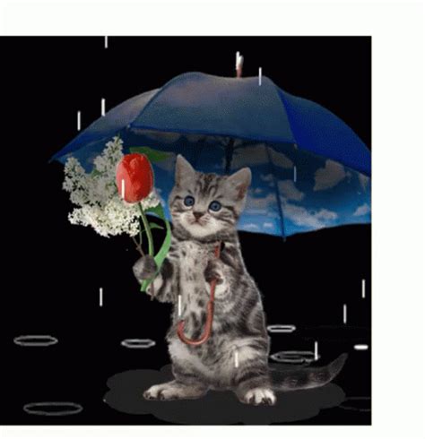 Cat Rain GIF - Cat Rain - Discover & Share GIFs