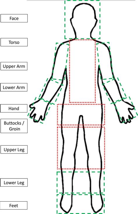 Regions Of The Anterior Body