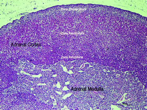 Adrenal Gland Layers Histology