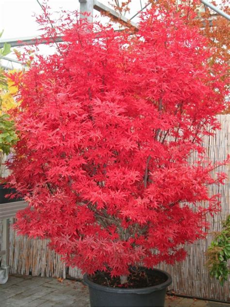 Acero Rosso Giapponese Acer Palmatum Dissectum Crimson Princess