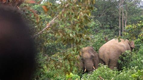 Konflik Gajah Dan Manusia Di Aceh Karena Hutan Rusak