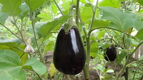 How To Start Brinjal Farming Eggplant In West Bengal Planting To