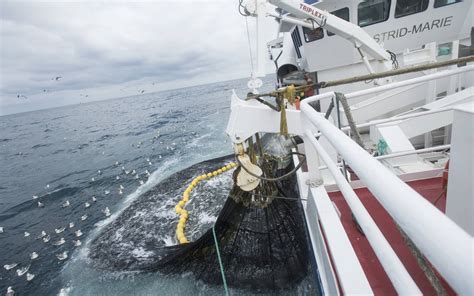 Auf Den Tellern Landet Oft Illegal Gefangener Fisch