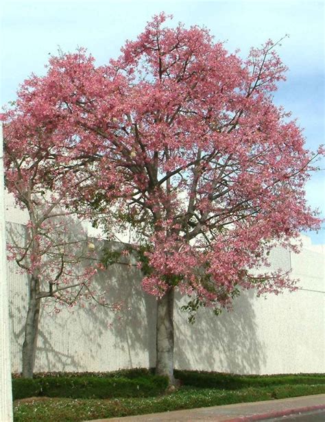 Chorisia Speciosa Floss Silk Tree Brazilian Kapok Tree Plantinfo