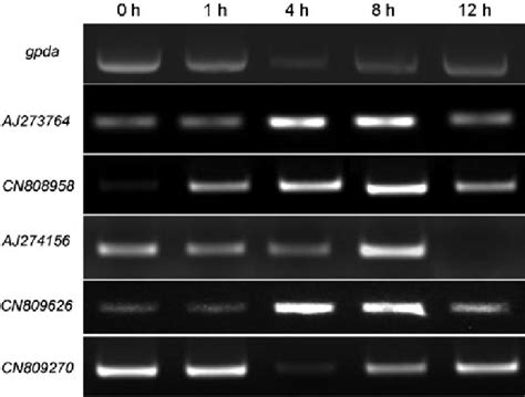 Rt Pcr To Validate Microarray Gene Expression Of M Anisopliae