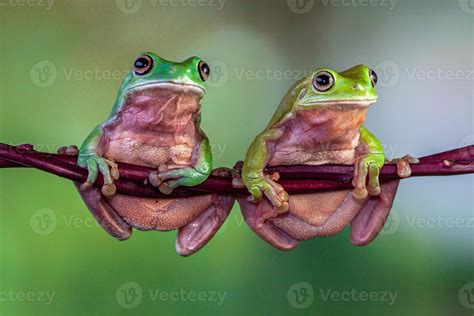 The Australian Green Tree Frog Ranoidea Caerulea Also Known As Simply