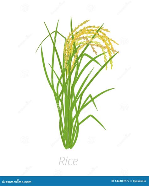 Rice Plant Growth Stages Development Oryza Sativa Cereal Grain