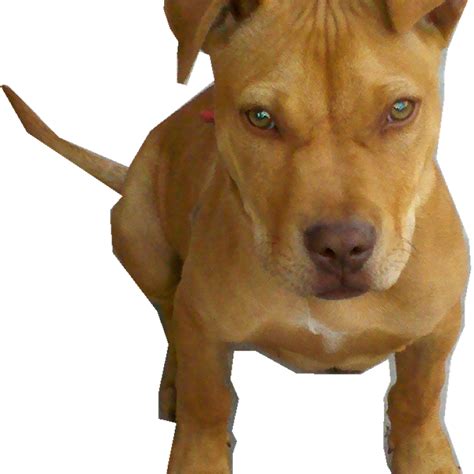 Pit Bulls Png File Png Mart