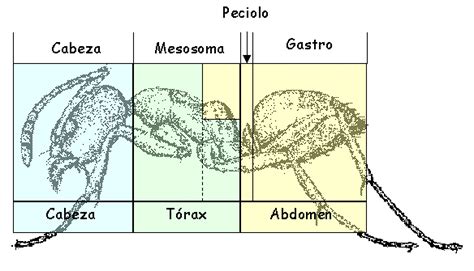 Curiosidades Las Hormigas Y Como Se Organizan