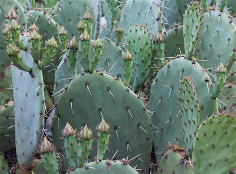 Free Images Produce Botany Cacti Spike New Mexico Cactaceae