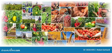 Food Production Farming Agriculture Collage Stock Image Image Of