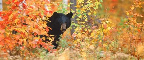 Maine black bear | Wildlife photography, Black bear, Wildlife