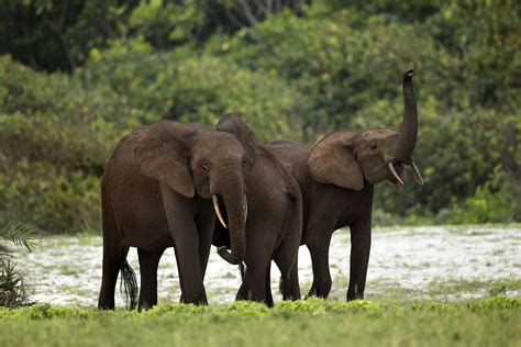 african forest elephant size habitat facts britannica