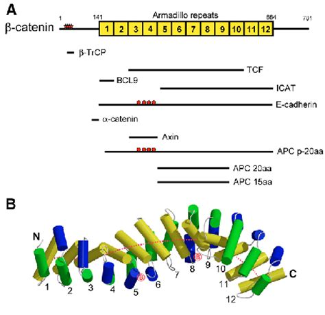 Interaction Of Catenin And Its Partners A A Summary Of The Regions