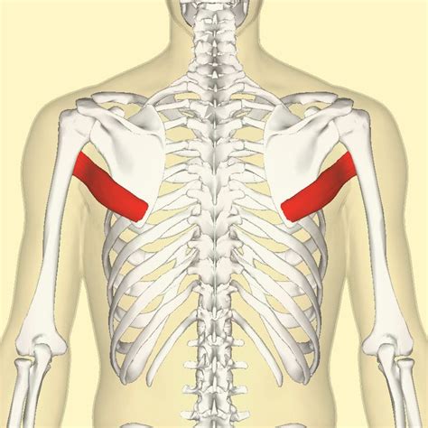 Teres Major Inferior Angle Of Scapula Below Teres Minor Origin