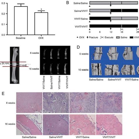 11R VIVIT Accelerates Fracture Healing In Osteoporotic Rats A Bone