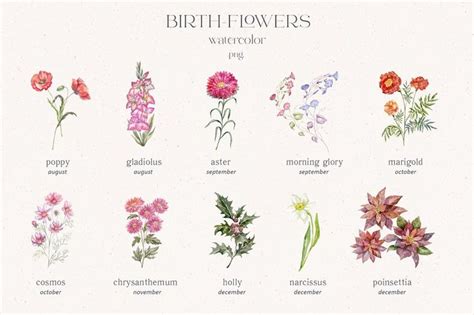 Birth-Flowers. Watercolor & Line Art, a Decorative Illustration by ...