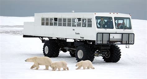 Tundra Buggy: dancing with polar bears | Classic Driver Magazine