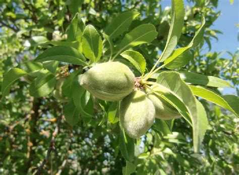 Бадем | Екопродукти ООД - череши, праскови, кайсии, сини сливи и бадеми