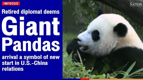 Retired Giant Pandas Arrival A Symbol Of New Start In Us China