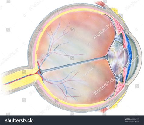 eye cross section human eyeball cross stock illustration