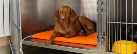 Безопасные инфракрасные маты дл животных КотоПес | Собственное ...