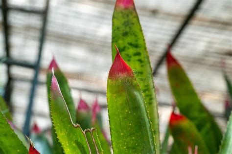 Hojas De Una Bromeliada Una Planta Perenne Con Frondas De Espiga Foto