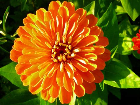 Vibrant Orange Flower Varieties: Names, Types, and Pictures