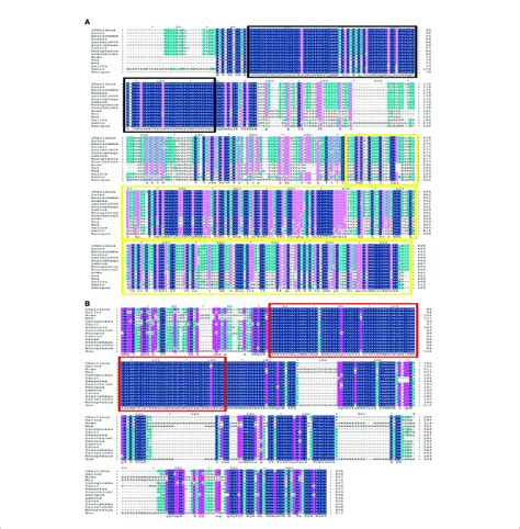 Amino Acids Sequence Alignment Of C Undulates Sf 1 And Foxl2 A