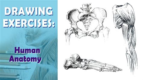 Online Course 3 Exercises That Will Help You To Draw Human Anatomy