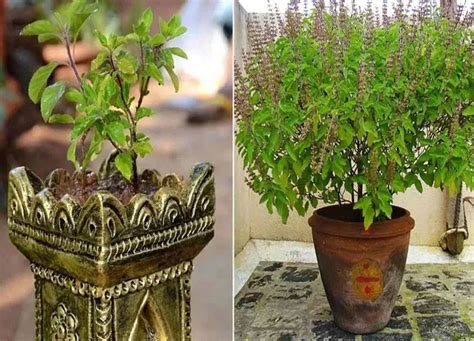 Tulsi Water Benefits From Reducing Weight To Relieving Stress