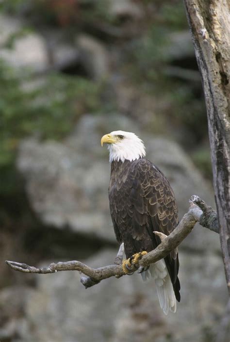 Free picture: bald, eagle, sitting, tree, stump